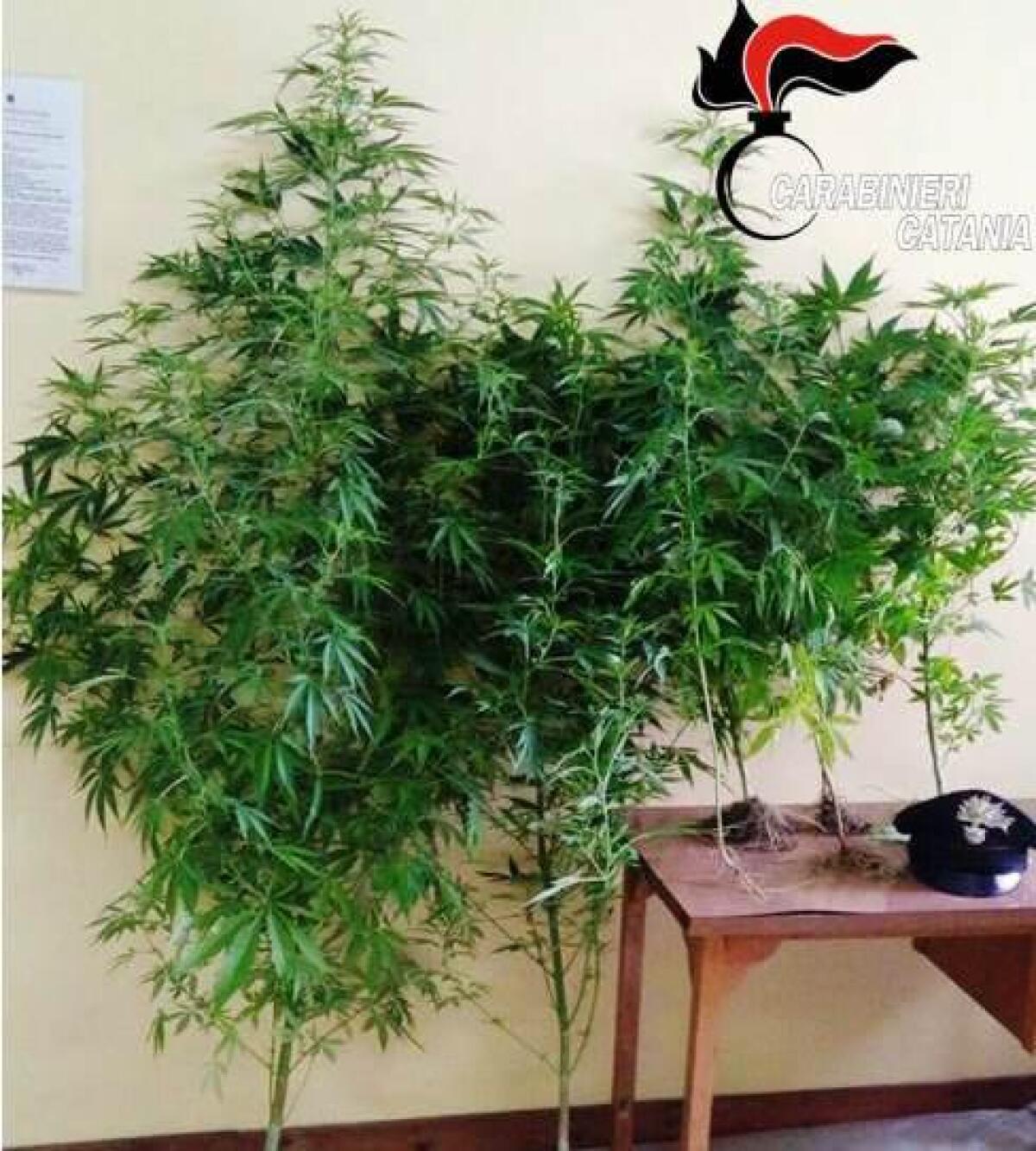 MASCALUCIA: COLTIVA “LA MARIJUANA” NEL GIARDINO DEL BED & BREAKFAST, ARRESTATO TITOLARE - 