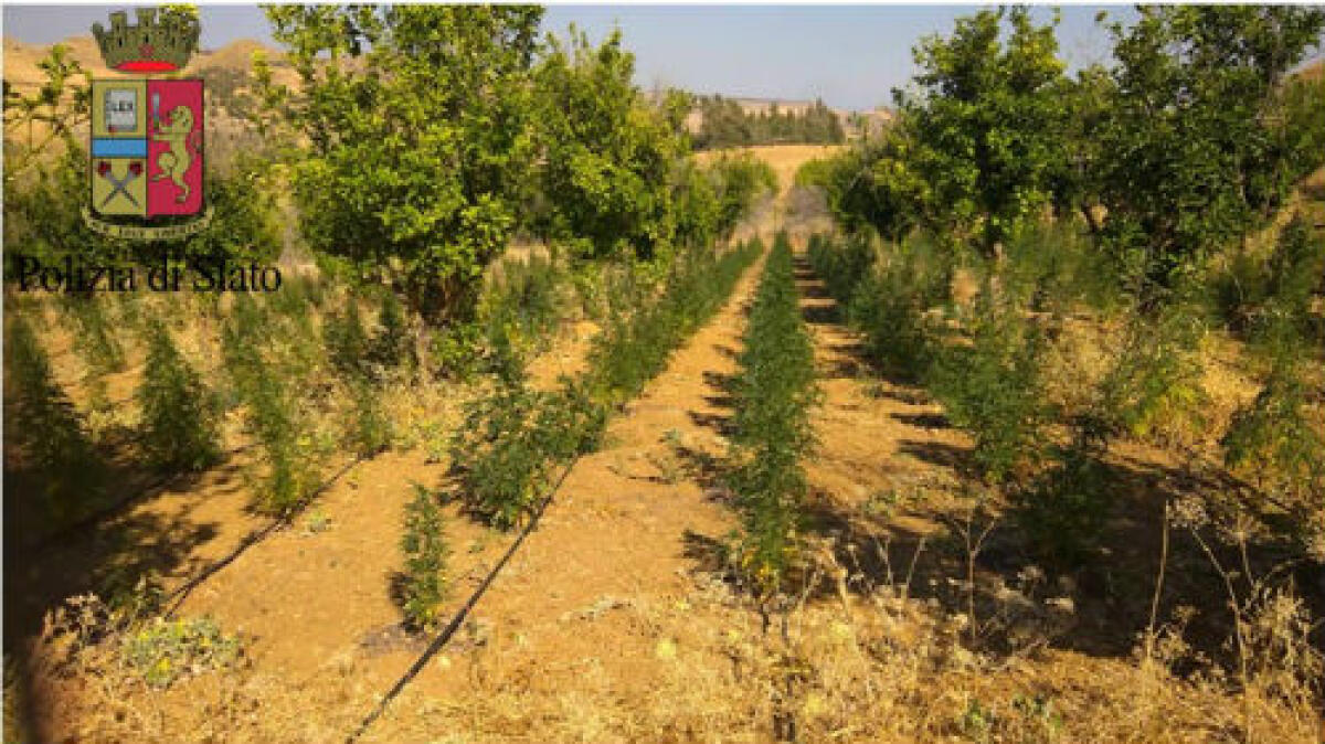 CENTURIPE: SCOPERTA PIANTAGIONE DI MARIJUANA, ARRESTATO UN PATERNESE - 