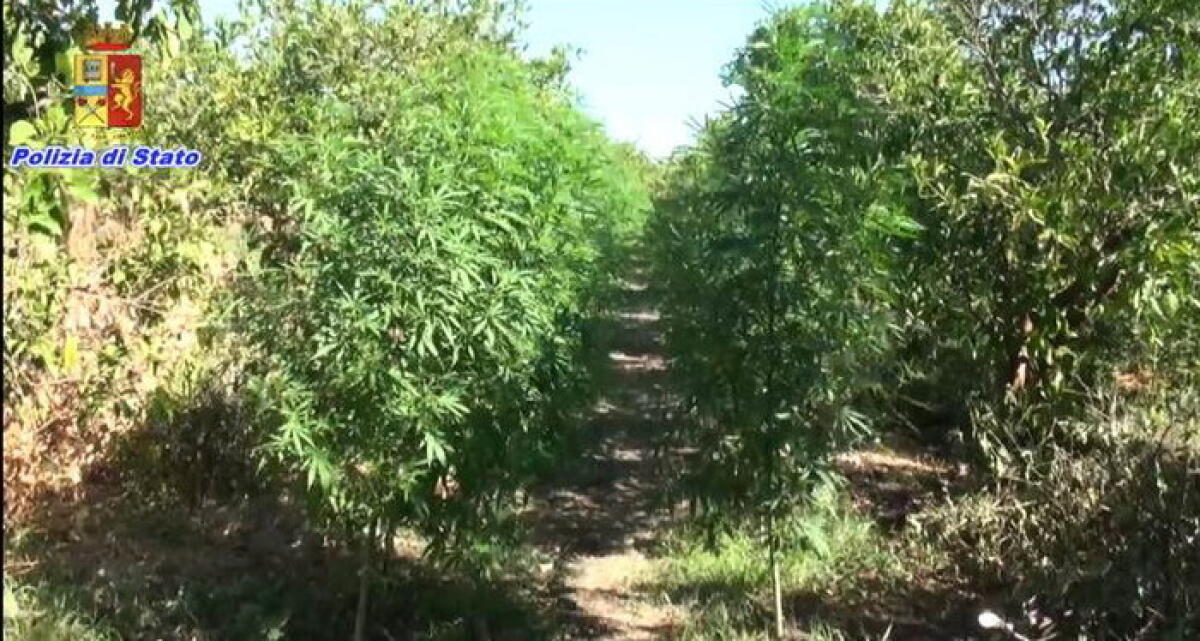 PALAGONIA: PIANTAGIONE DI MARIJUANA TRA GLI AGRUMI, ARRESTATO UN 39ENNE - 