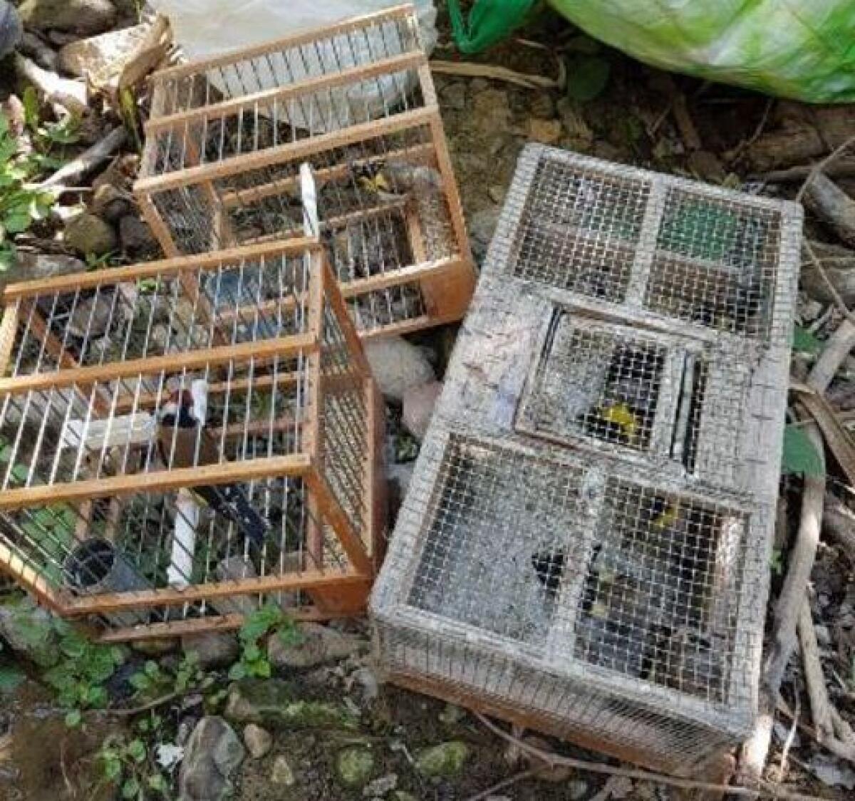 CATANIA: CATTURAVA CARDELLINI CON TRAPPOLE, DENUNCIATO - 