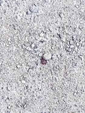 PATERNO' SEGNALAZIONE DI PRESENZA DI ZECCHE