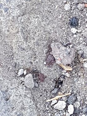 PATERNO' SEGNALAZIONE DI PRESENZA DI ZECCHE