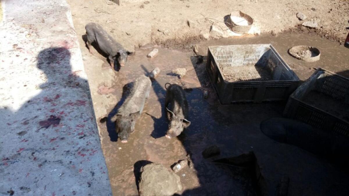 ALLEVAMENTO ABUSIVO E MALTRATTAMENTO DI ANIMALI ALL'INTERNO DI UNA FABBRICA, DENUNCIATO IL TITOLARE - LE FOTO - 