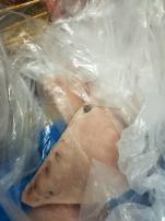 CATANIA: CHIUSA PANINERIA, ALIMENTI SCADUTI E BLATTE - FOTO