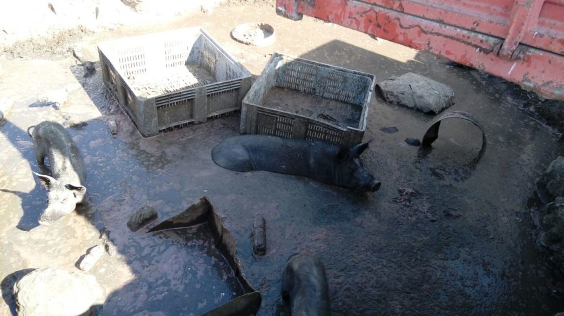 ALLEVAMENTO ABUSIVO E MALTRATTAMENTO DI ANIMALI ALL'INTERNO DI UNA FABBRICA, DENUNCIATO IL TITOLARE - LE FOTO