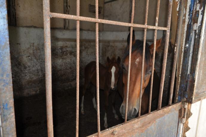 ACICATENA: 10 CAVALLI DENUTRITI IN STALLA, 2 DENUNCE - FOTO