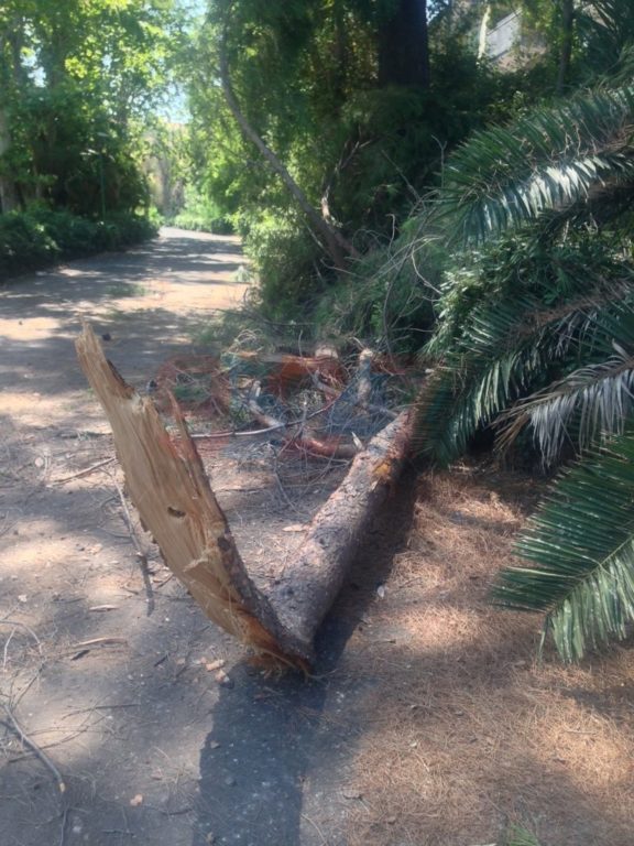 VILLA COMUNALE: RAMI SI STACCANO DA UN GROSSO ALBERO PERICOLO SCAMPATO - LE FOTO