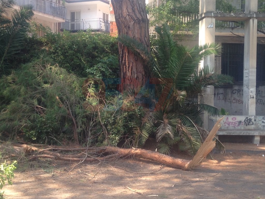 VILLA COMUNALE: RAMI SI STACCANO DA UN GROSSO ALBERO PERICOLO SCAMPATO - LE FOTO