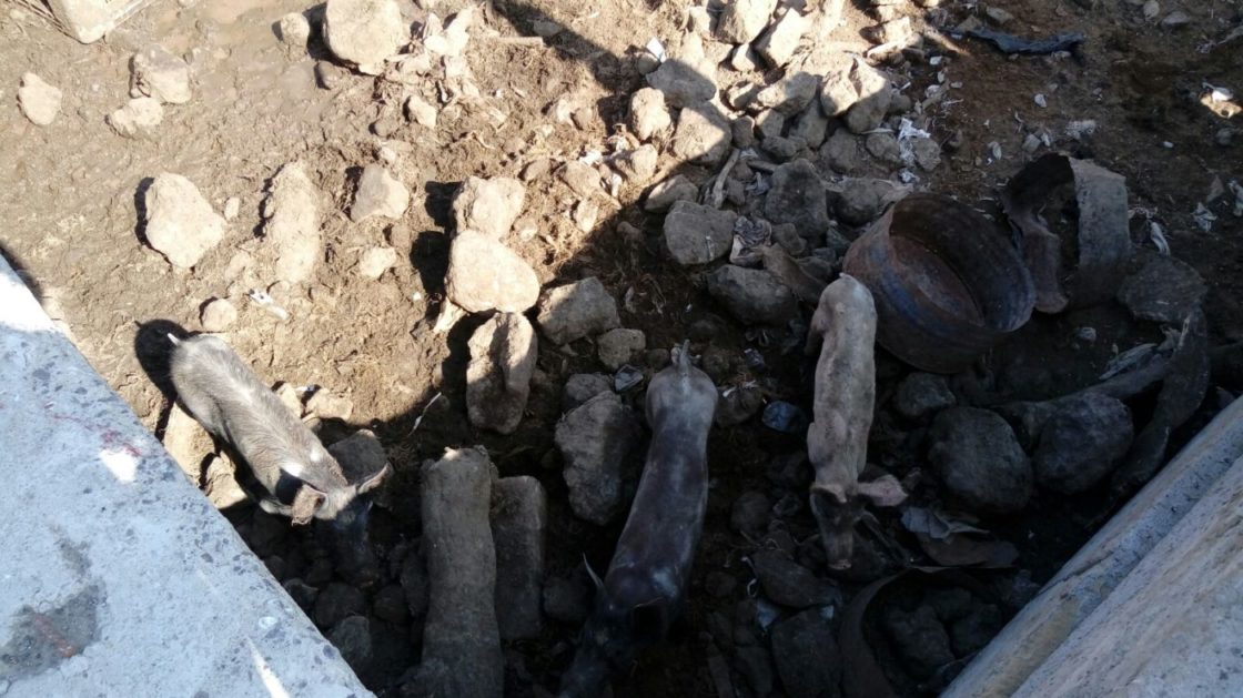 ALLEVAMENTO ABUSIVO E MALTRATTAMENTO DI ANIMALI ALL'INTERNO DI UNA FABBRICA, DENUNCIATO IL TITOLARE - LE FOTO