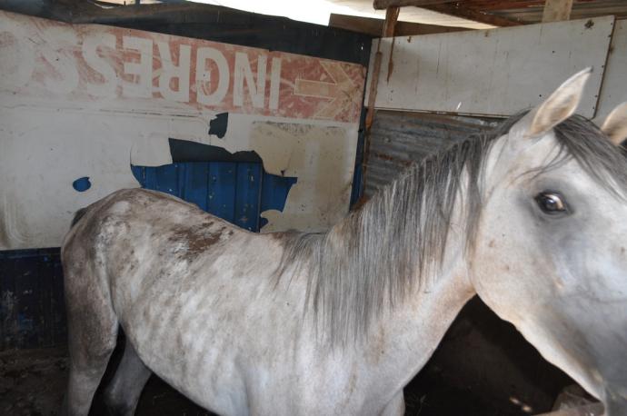 ACICATENA: 10 CAVALLI DENUTRITI IN STALLA, 2 DENUNCE - FOTO
