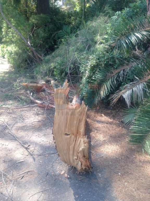VILLA COMUNALE: RAMI SI STACCANO DA UN GROSSO ALBERO PERICOLO SCAMPATO - LE FOTO