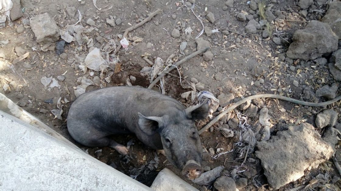 ALLEVAMENTO ABUSIVO E MALTRATTAMENTO DI ANIMALI ALL'INTERNO DI UNA FABBRICA, DENUNCIATO IL TITOLARE - LE FOTO