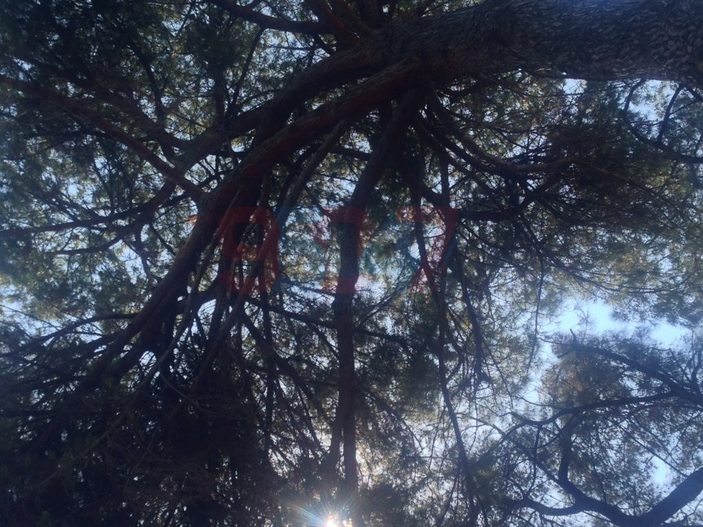 VILLA COMUNALE: RAMI SI STACCANO DA UN GROSSO ALBERO PERICOLO SCAMPATO - LE FOTO