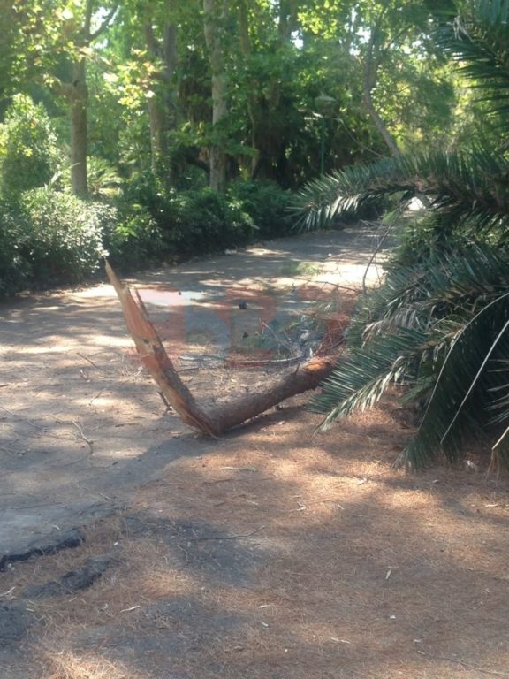 VILLA COMUNALE: RAMI SI STACCANO DA UN GROSSO ALBERO PERICOLO SCAMPATO - LE FOTO