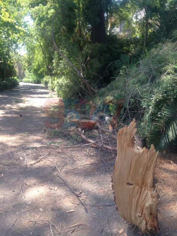 VILLA COMUNALE: RAMI SI STACCANO DA UN GROSSO ALBERO PERICOLO SCAMPATO - LE FOTO