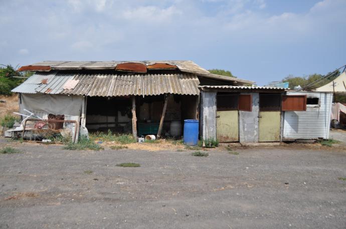 ACICATENA: 10 CAVALLI DENUTRITI IN STALLA, 2 DENUNCE - FOTO