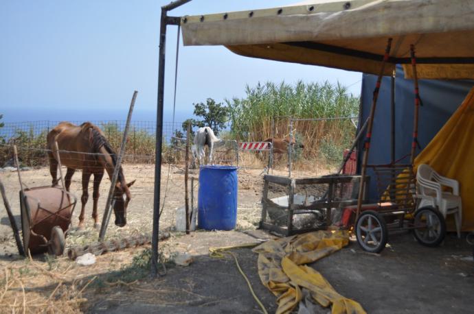 ACICATENA: 10 CAVALLI DENUTRITI IN STALLA, 2 DENUNCE - FOTO