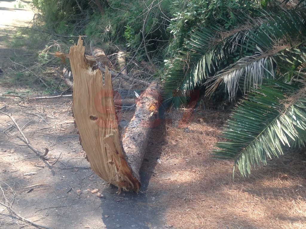 VILLA COMUNALE: RAMI SI STACCANO DA UN GROSSO ALBERO PERICOLO SCAMPATO - LE FOTO
