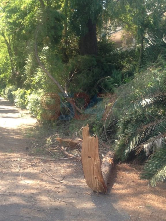 VILLA COMUNALE: RAMI SI STACCANO DA UN GROSSO ALBERO PERICOLO SCAMPATO - LE FOTO