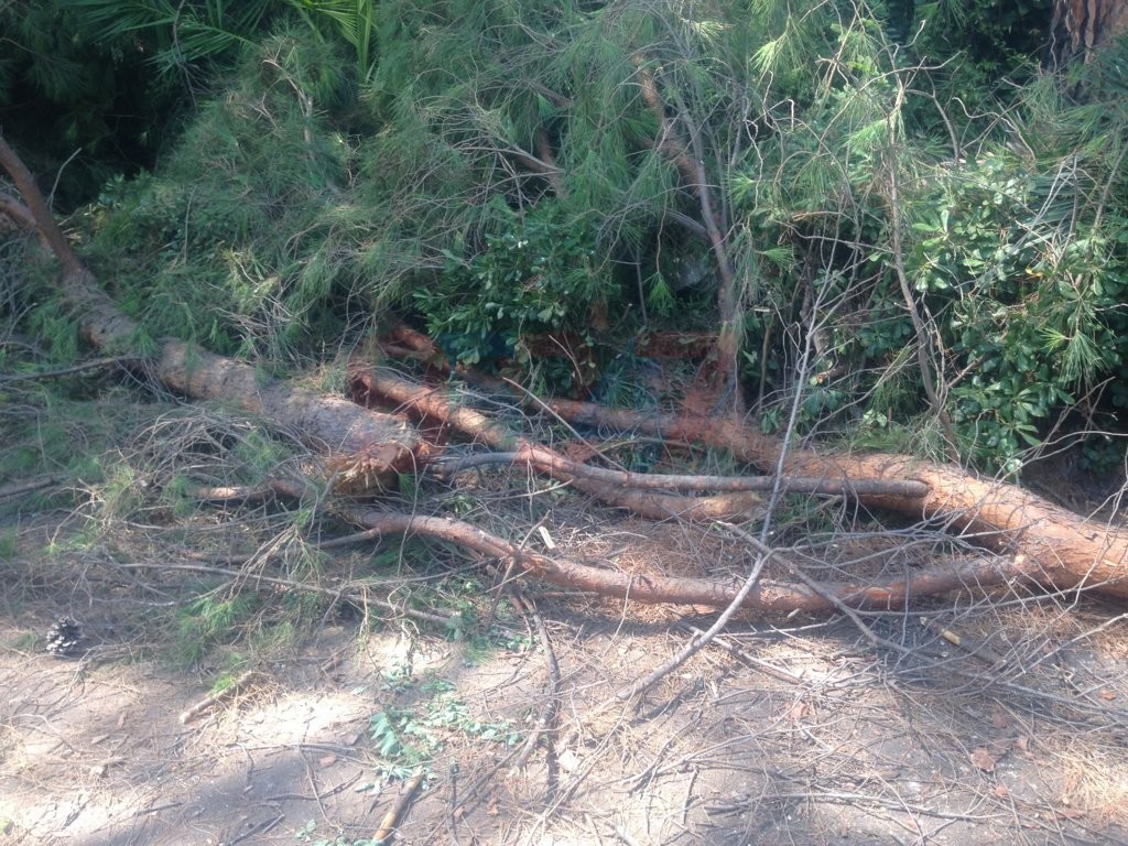 VILLA COMUNALE: RAMI SI STACCANO DA UN GROSSO ALBERO PERICOLO SCAMPATO - LE FOTO