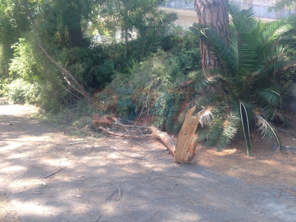 VILLA COMUNALE: RAMI SI STACCANO DA UN GROSSO ALBERO PERICOLO SCAMPATO - LE FOTO
