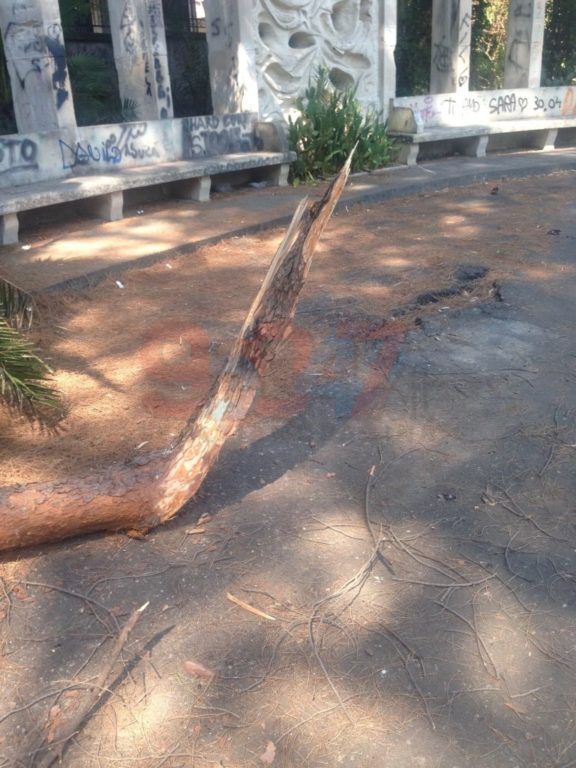 VILLA COMUNALE: RAMI SI STACCANO DA UN GROSSO ALBERO PERICOLO SCAMPATO - LE FOTO