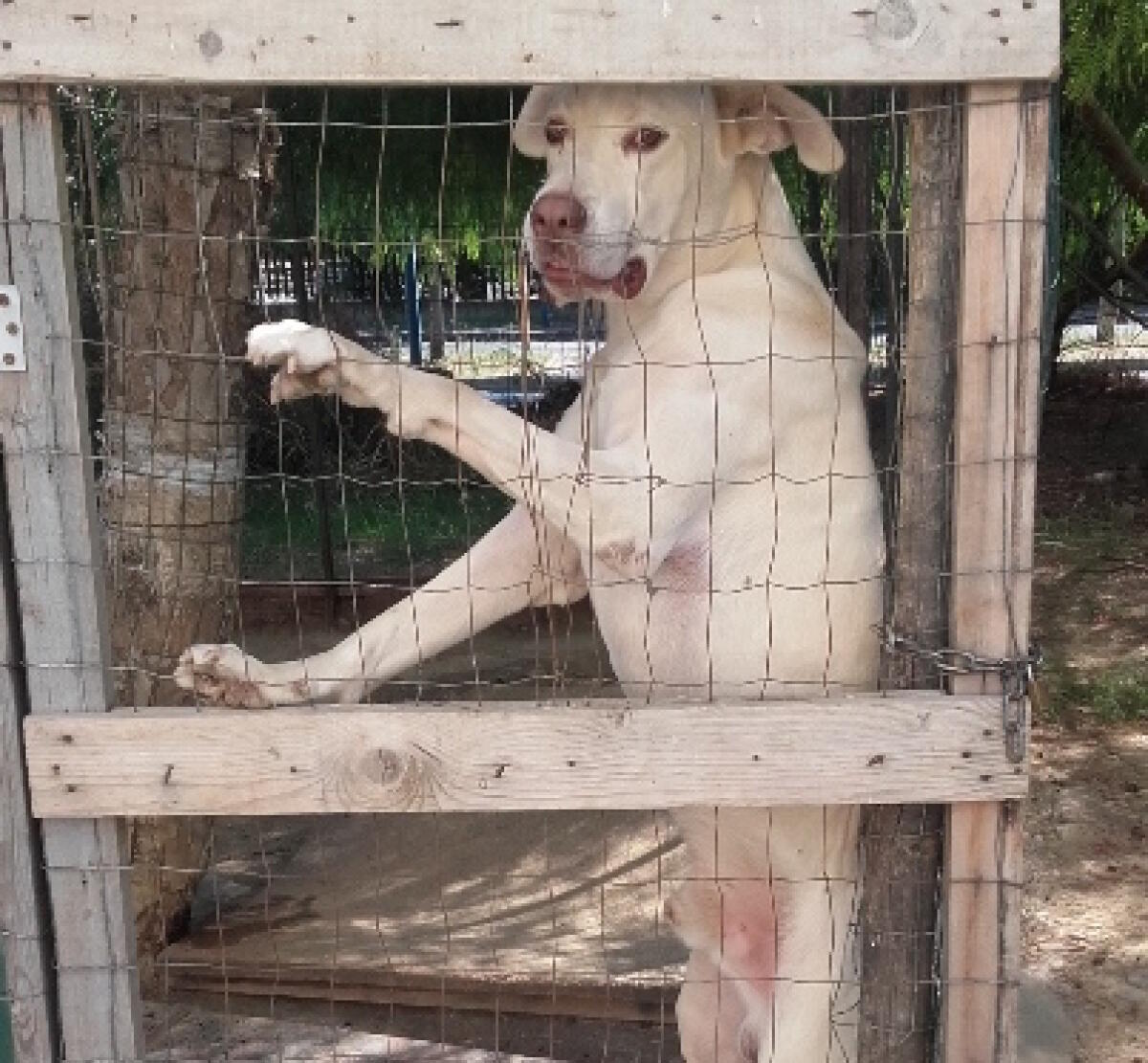 CATANIA: CANILE ABUSIVO E CANI MALTRATTATI, SEQUESTRATI - 