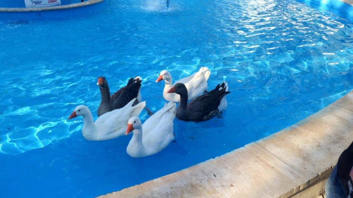 PATERNO': LE PAPERE "LASCIANO" LA VILLA - 