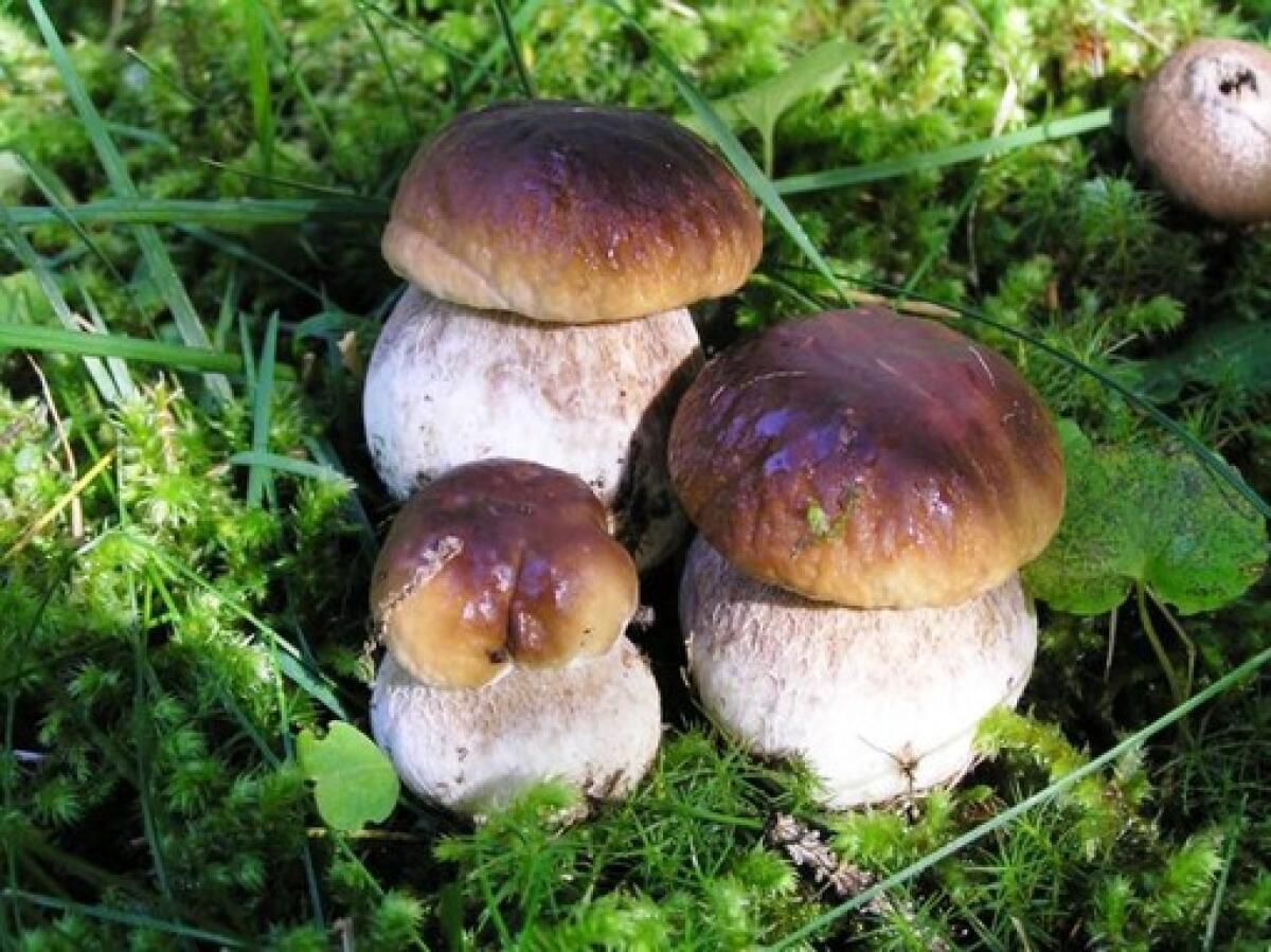 CATANIA: AL VIA LA STAGIONE DEI FUNGHI, RIAPRE L’ISPETTORATO MICOLOGICO DELL’ASP - 