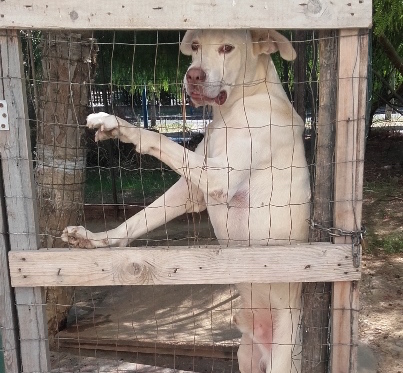 CATANIA: CANILE ABUSIVO E CANI MALTRATTATI, SEQUESTRATI