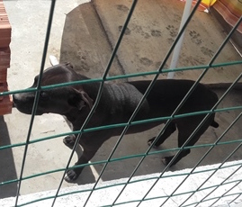 CATANIA: CANILE ABUSIVO E CANI MALTRATTATI, SEQUESTRATI