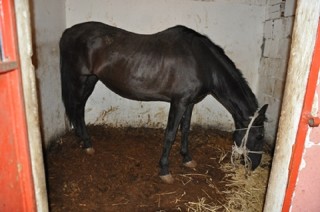 CATANIA: STALLE, MACELLI ABUSIVI E CAVALLI MALTRATTATI, SEQUESTRATI 3 LOCALI - FOTO