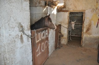 CATANIA: STALLE, MACELLI ABUSIVI E CAVALLI MALTRATTATI, SEQUESTRATI 3 LOCALI - FOTO