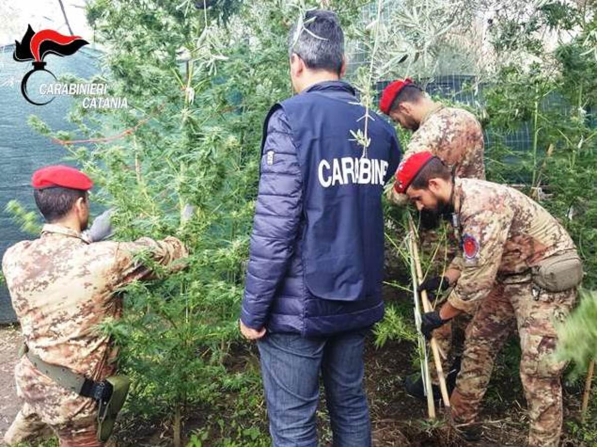 ADRANO: SCOPERTA UNA PIANTAGIONE DI MARIJUANA, UN ARRESTO - 