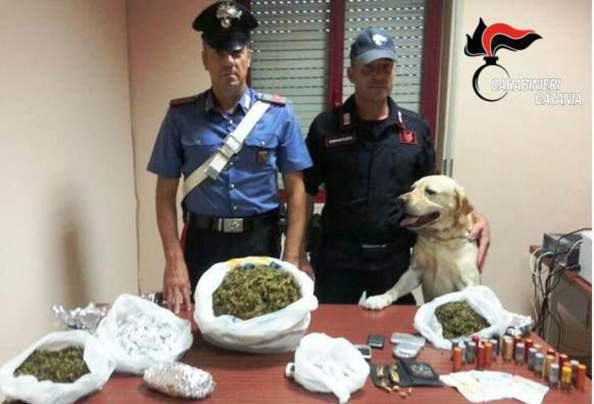 CATANIA: CANE FIUTA DROGA, TROVA 1 KG MARIJUANA - 