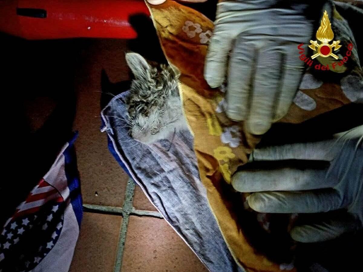 SANT'AGATA LI BATTIATI: INTRAPPOLATO IN UNA GRONDAIA, GATTINO SALVATO DAI VIGILI DEL FUOCO - FOTO - 