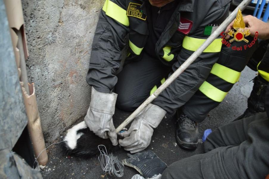 ACIREALE: GATTINO INTRAPPOLATO DENTRO UN PALO DELL’ENEL, SALVATO DAI VIGILI DEL FUOCO - FOTO