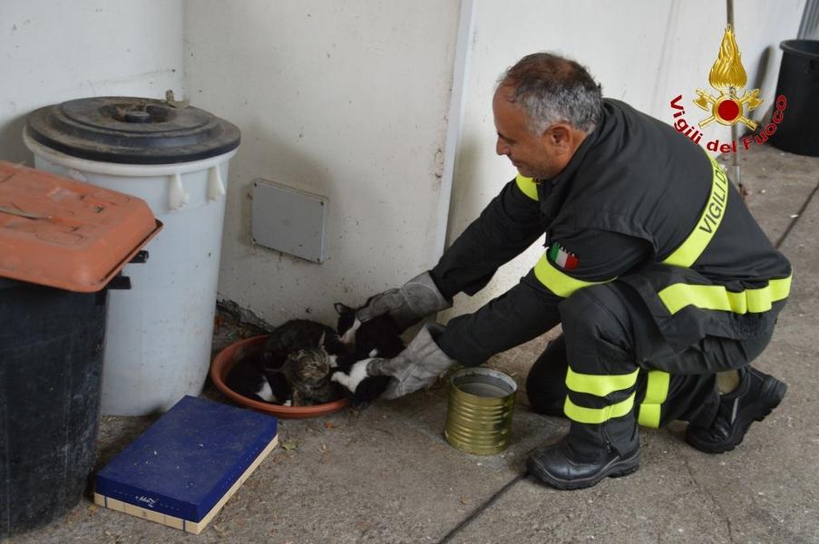 ACIREALE: GATTINO INTRAPPOLATO DENTRO UN PALO DELL’ENEL, SALVATO DAI VIGILI DEL FUOCO - FOTO