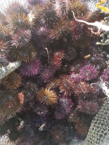 CATANIA: VENDITORE AMBULANTE DI RICCI MULTATO NEL PORTICCIOLO DI OGNINA