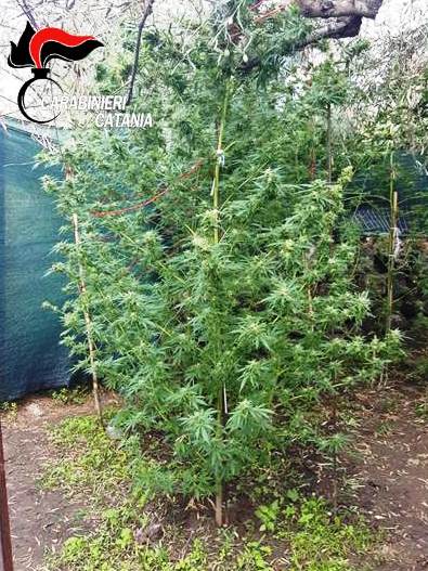 ADRANO: SCOPERTA UNA PIANTAGIONE DI MARIJUANA, UN ARRESTO