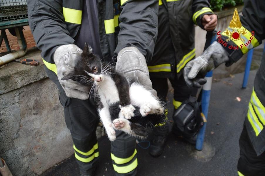 ACIREALE: GATTINO INTRAPPOLATO DENTRO UN PALO DELL’ENEL, SALVATO DAI VIGILI DEL FUOCO - FOTO