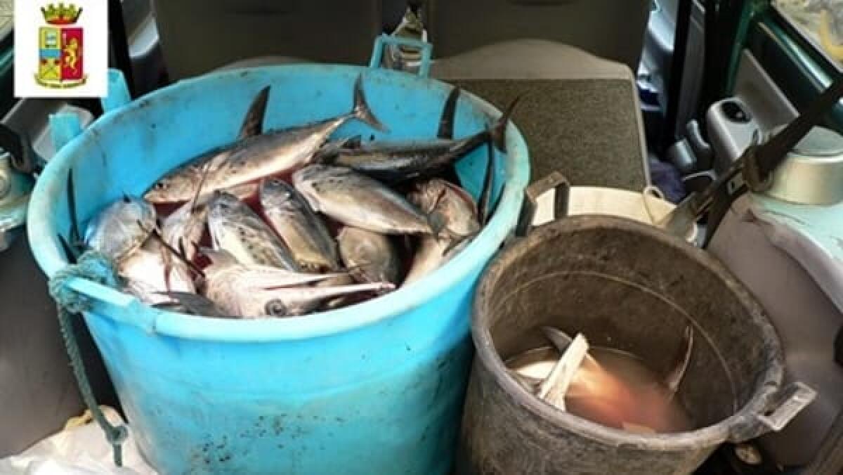 CATANIA: CENTO CHILI DI ‘NOVELLAME’ IN AUTO GUIDATA SENZA PATENTE E SENZA ASSICURAZIONE, 54 MILA EURO DI MULTA - 