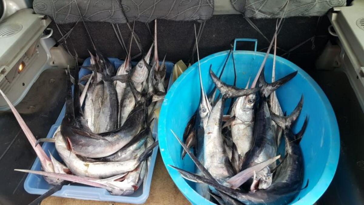 CATANIA: LA GUARDIA DI FINANZA SEQUESTRA 185 CHILI DI PESCE SPADA NOVELLO - FOTO - 