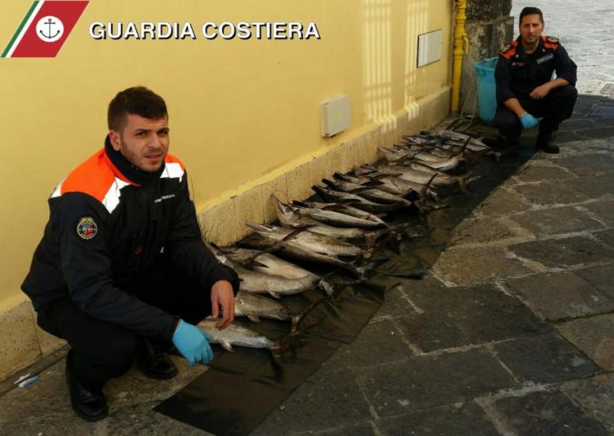 CATANIA: CONTROLLI DELLA GUARDIA COSTIERA, SEQUESTRATI 1500 CHILI DI PESCE - FOTO - 