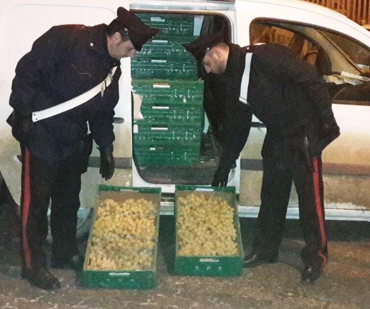 LICODIA EUBEA: RAZZIANO UN VIGNETO, TROVATI CON 300 KG DI UVA, 3 ARRESTI - 