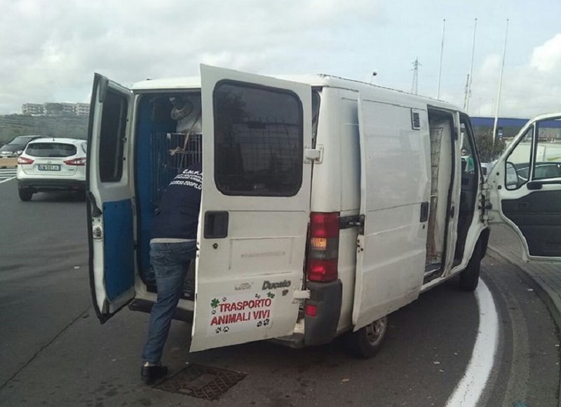 CATANIA: FERMATO FURGONE CON 20 CANI E UN GATTO, 8 DENUNCE - FOTO