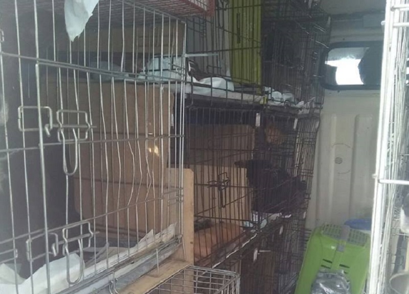 CATANIA: FERMATO FURGONE CON 20 CANI E UN GATTO, 8 DENUNCE - FOTO