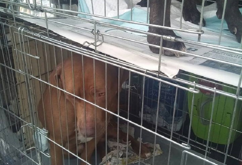 CATANIA: FERMATO FURGONE CON 20 CANI E UN GATTO, 8 DENUNCE - FOTO