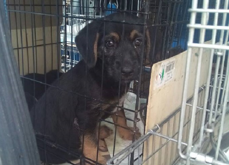 CATANIA: FERMATO FURGONE CON 20 CANI E UN GATTO, 8 DENUNCE - FOTO