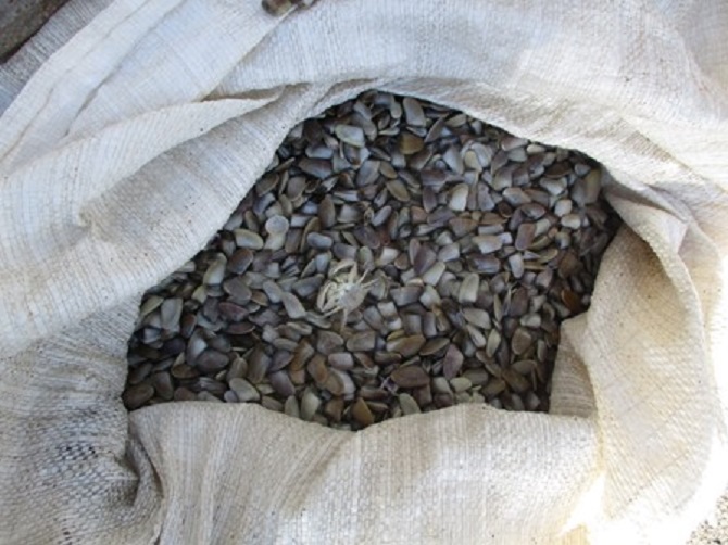 CATANIA: PESCA ILLEGALE NELLA RISERVA DEL SIMETO, SEQUESTRATI OLTRE 200 CHILI DI TELLINE - FOTO